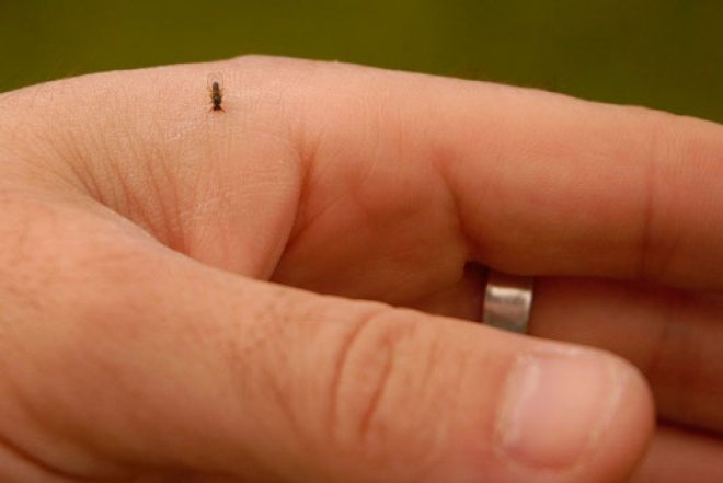 BTI é solicitado por Vereadores